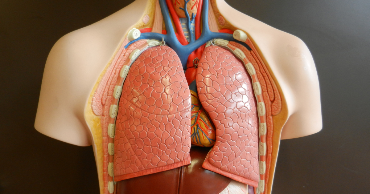 Principales músculos y órganos respiratorios que se activan al cantar