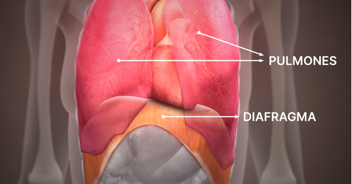 Resumen de la anatomía y fisiología del sistema respiratorio
