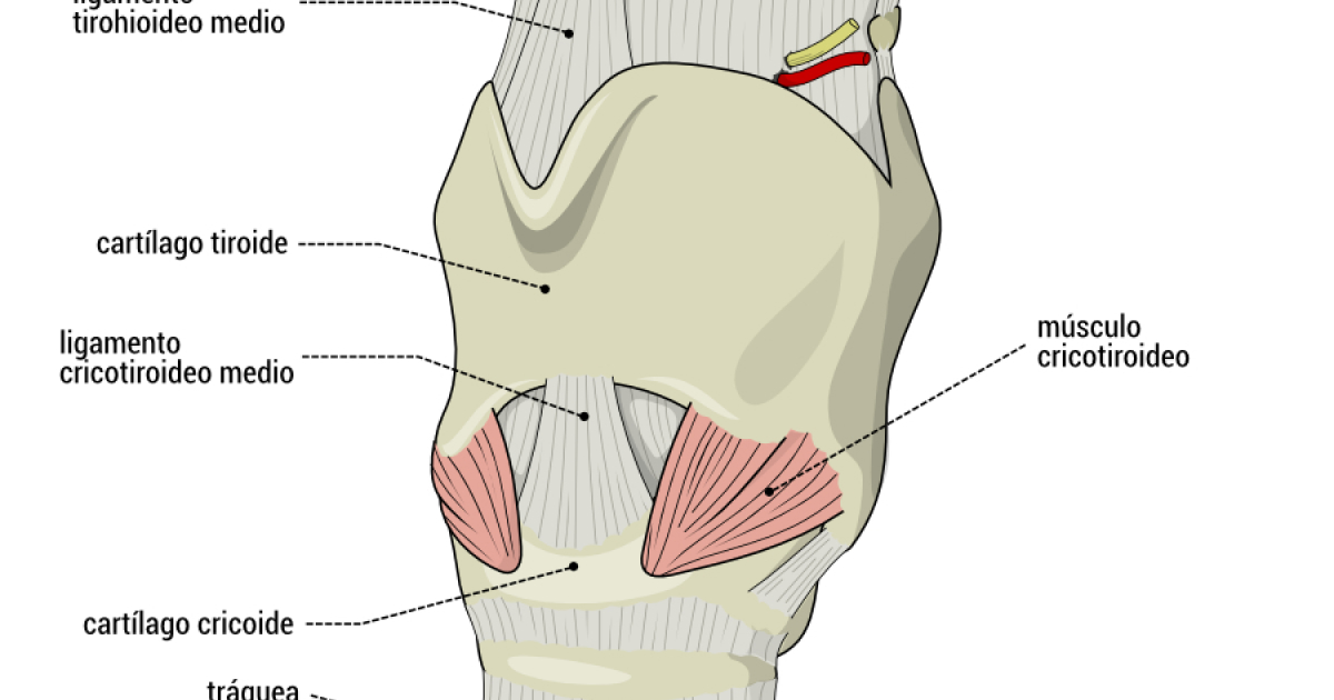 La laringe: cartílagos, músculos y su funcionamiento en el canto